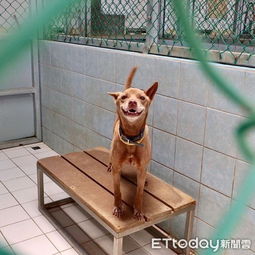 七年守望成空，被棄收容所的大白犬阿喜 那份令人心疼的‘愚忠’