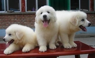 南京專業(yè)犬舍實(shí)體店 健康大白熊幼犬，質(zhì)保三月贈(zèng)用品簽協(xié)議